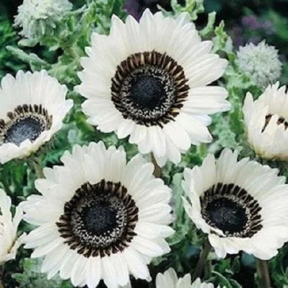 Italian White Sunflower Seeds - Image 2