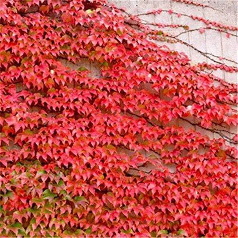 Ivy Vine Liana Seeds Green Vines Climbing Beautiful Ground-Creeping Plants Bonsai Home - Image 5