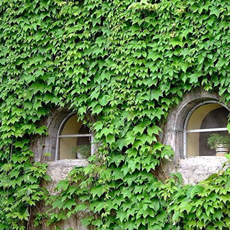 Ivy Vine Liana Seeds Green Vines Climbing Beautiful Ground-Creeping Plants Bonsai Home - Image 6