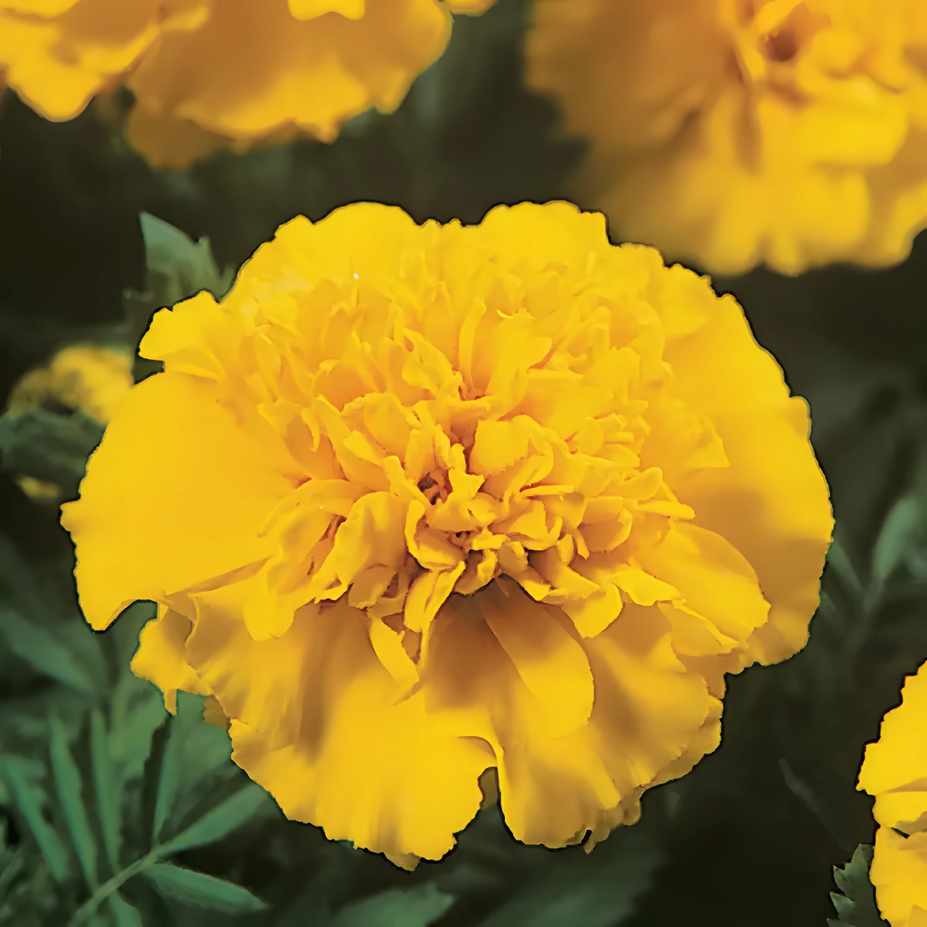 Janie Yellow Marigold seeds - Image 2