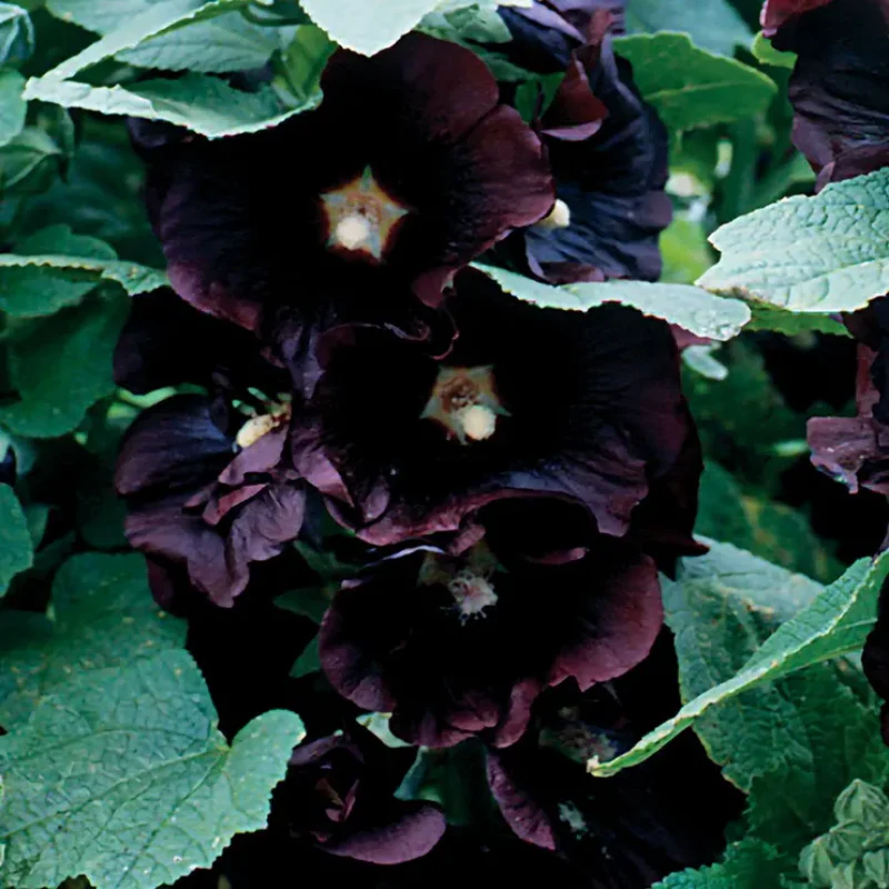 Jet Black  Hollyhock Seeds - Image 2