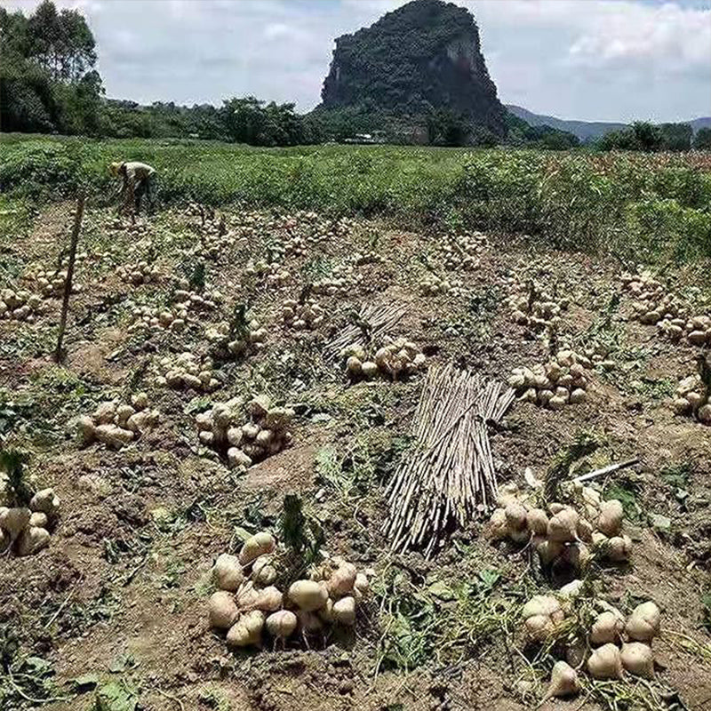 Jicama Seeds Heirloom Mexican Yam Bean Non-GMO Mexican Turnip Seeds Fresh Garden Seeds - Image 6