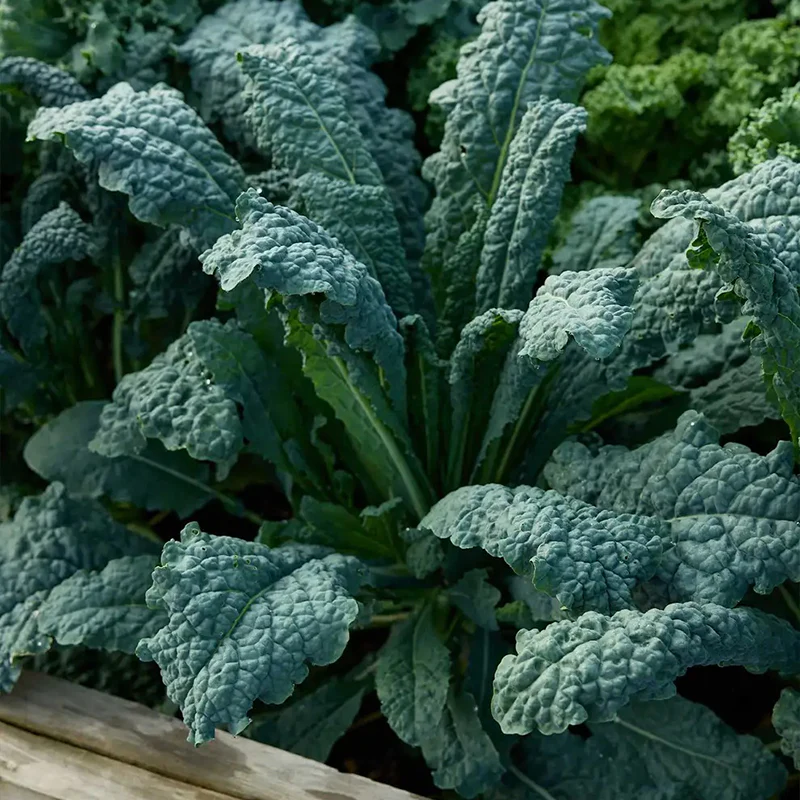 Kale, Lacinato - Image 2