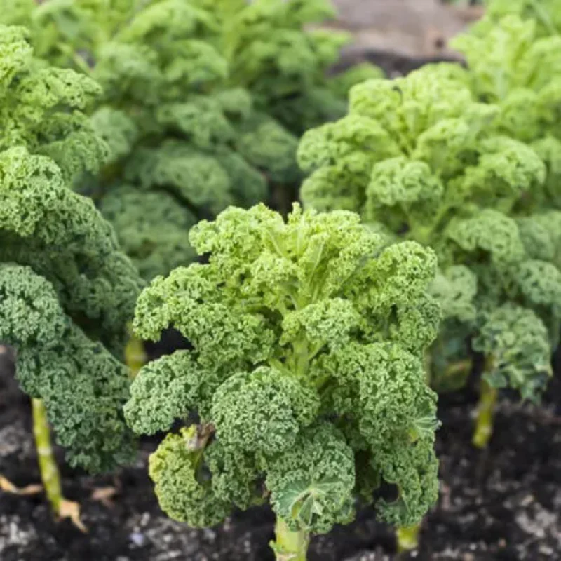 Kale Seeds - Image 2