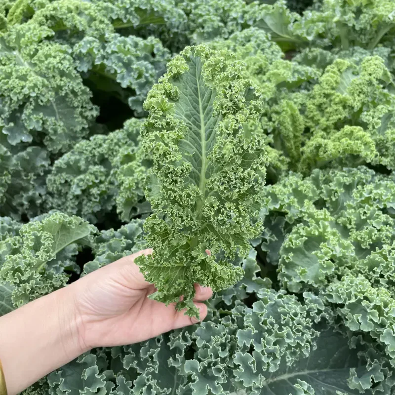 Kale Seeds - Image 3