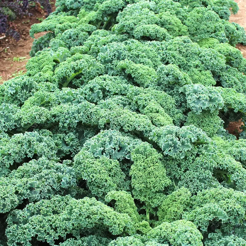 Kale Seeds - Image 4