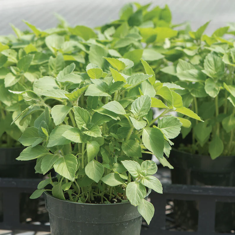 Kapoor Tulsi (Holy Basil)Organic Basil Seed - Image 3