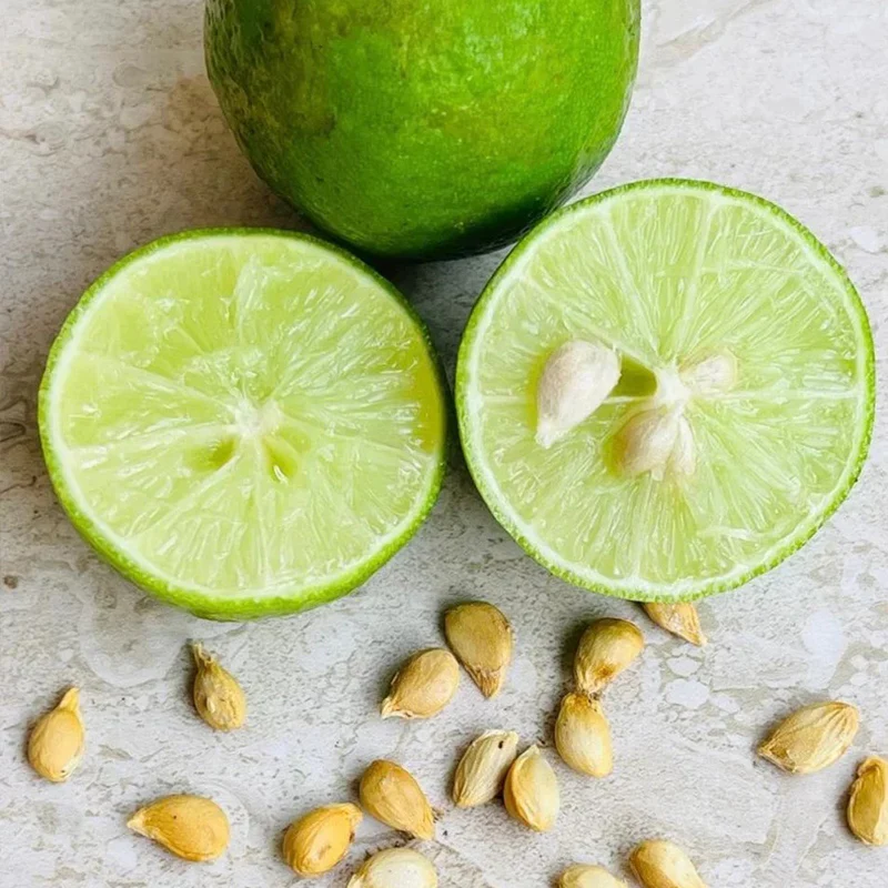 Key Lime Seeds for Planting Home Gardening, Rare Fruit Seeds - Image 2