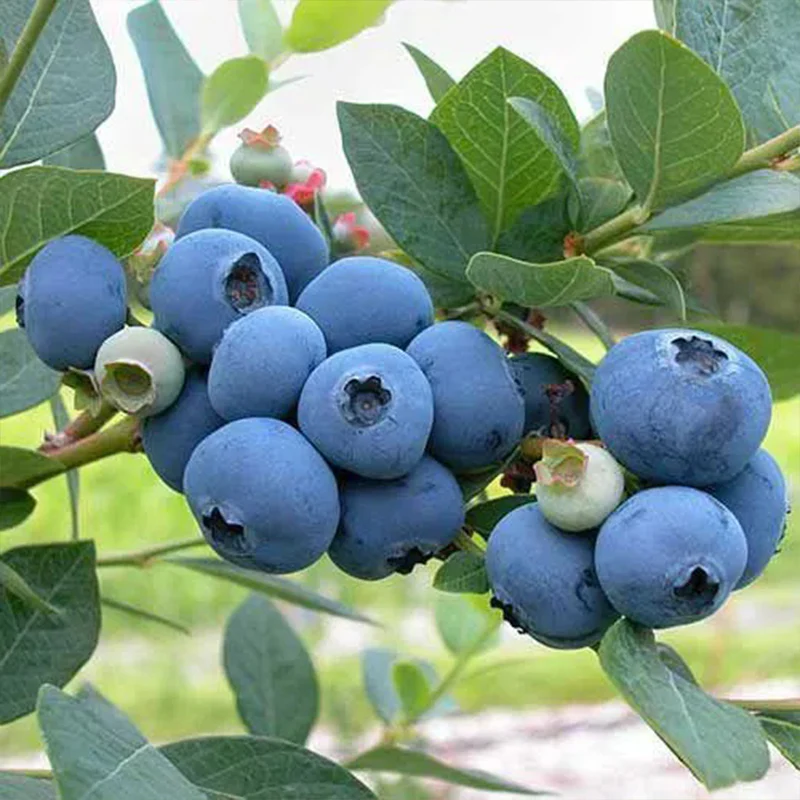 King of Berries - Giant Blueberry Fruit Seeds - Four Seasons Plants - Image 4
