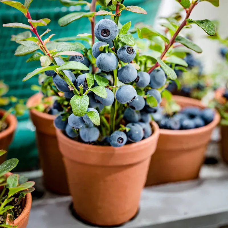 King of Berries - Giant Blueberry Fruit Seeds - Four Seasons Plants - Image 7