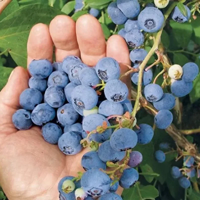 King of Berries - Giant Blueberry Fruit Seeds - Four Seasons Plants - Image 8