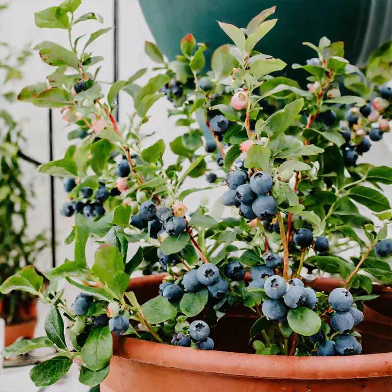 King of Berries - Giant Blueberry Fruit Seeds - Four Seasons Plants - Image 9