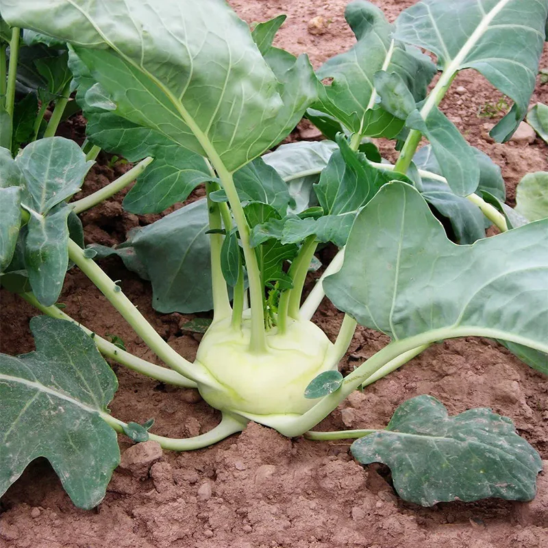 Kohlrabi Korist - Image 2
