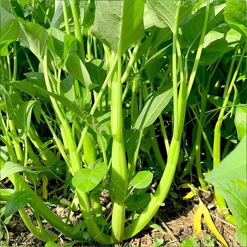 Kong Xin CAI Vegetable Seeds Water Spinach Kangkong Delicious Vegetable Seeds - Image 2