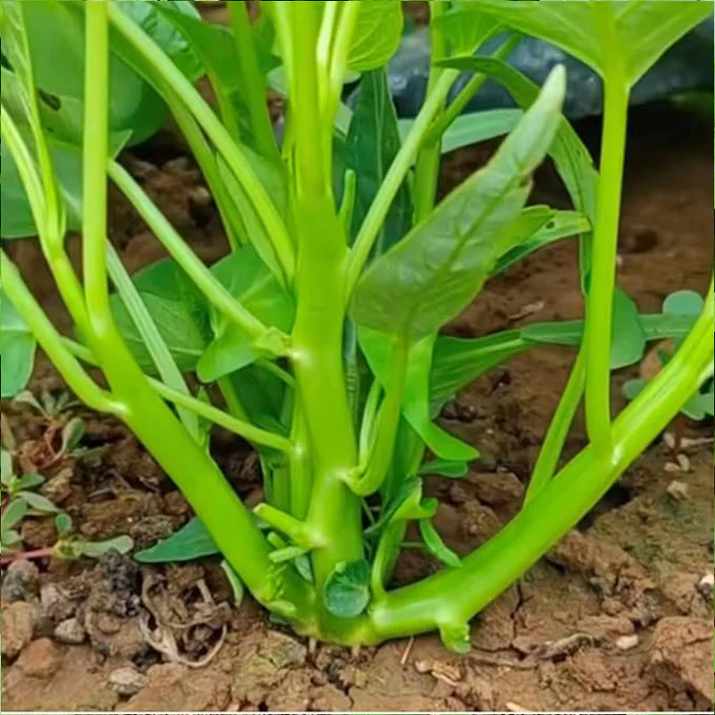 Kong Xin CAI Vegetable Seeds Water Spinach Kangkong Delicious Vegetable Seeds - Image 3
