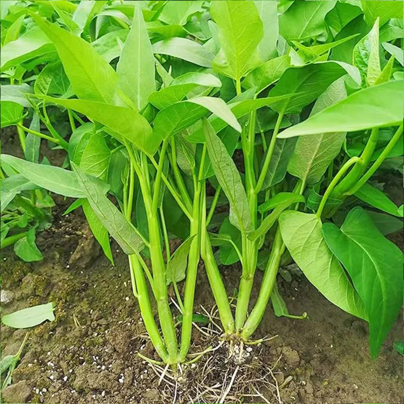 Kong Xin CAI Vegetable Seeds Water Spinach Kangkong Delicious Vegetable Seeds - Image 4