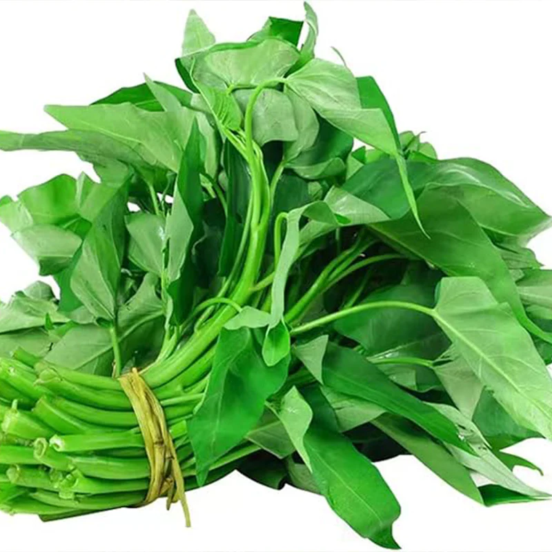 Kong Xin CAI Vegetable Seeds Water Spinach Kangkong Delicious Vegetable Seeds - Image 5