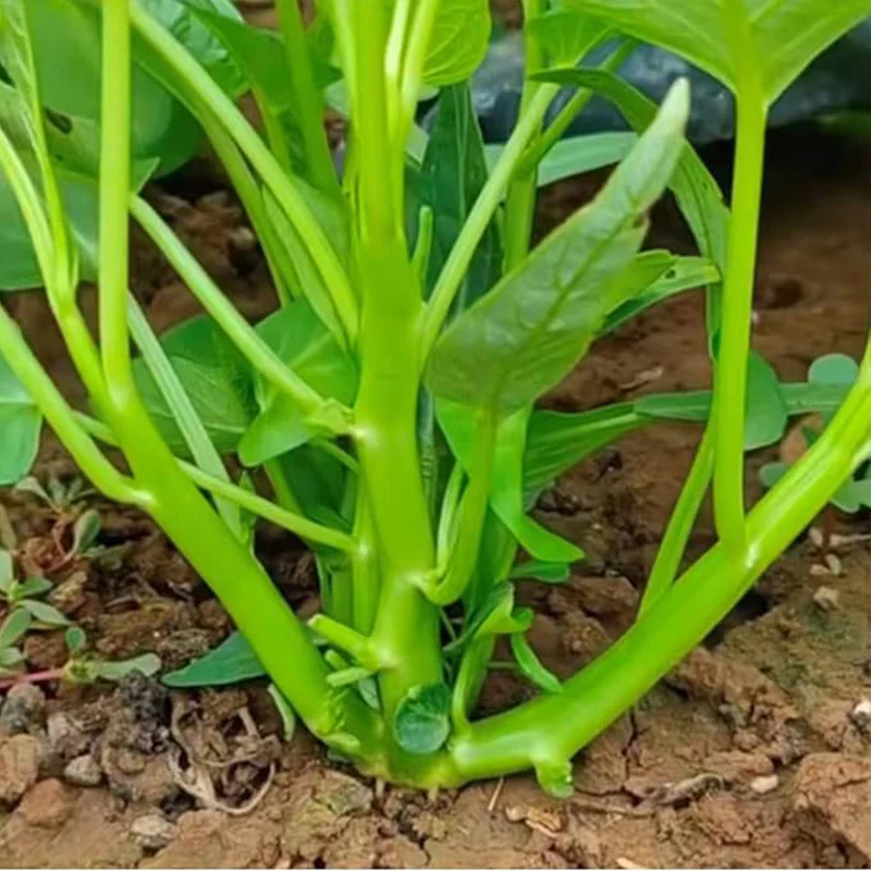 Kong Xin CAI Vegetable Seeds Water Spinach Kangkong Delicious Vegetable Seeds for Green Leaf Planting Garden Non-GMO Choy Ong Seed - Image 5
