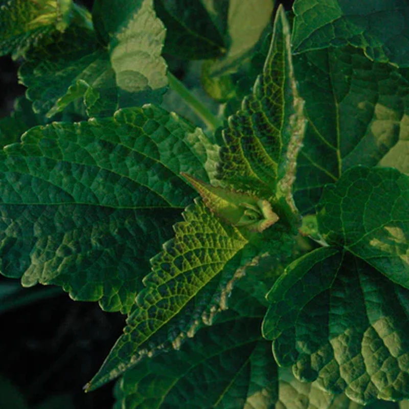 Korean Licorice Mint - Image 2
