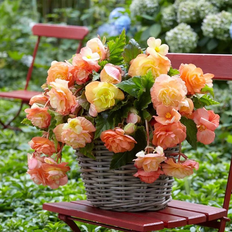 Lacy Edged Begonia Seeds - Image 3