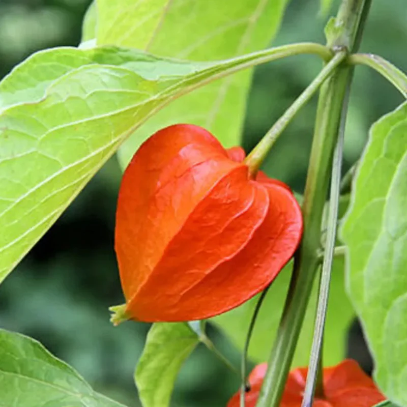 Lantern Cherry Seeds Winter Ground Cherry Strawberry Ground Cherry - Image 10