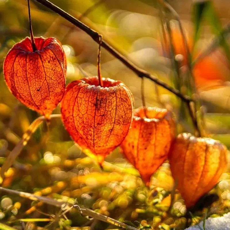 Lantern Cherry Seeds Winter Ground Cherry Strawberry Ground Cherry - Image 11
