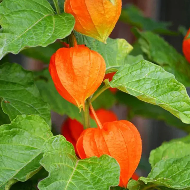 Lantern Cherry Seeds Winter Ground Cherry Strawberry Ground Cherry - Image 12