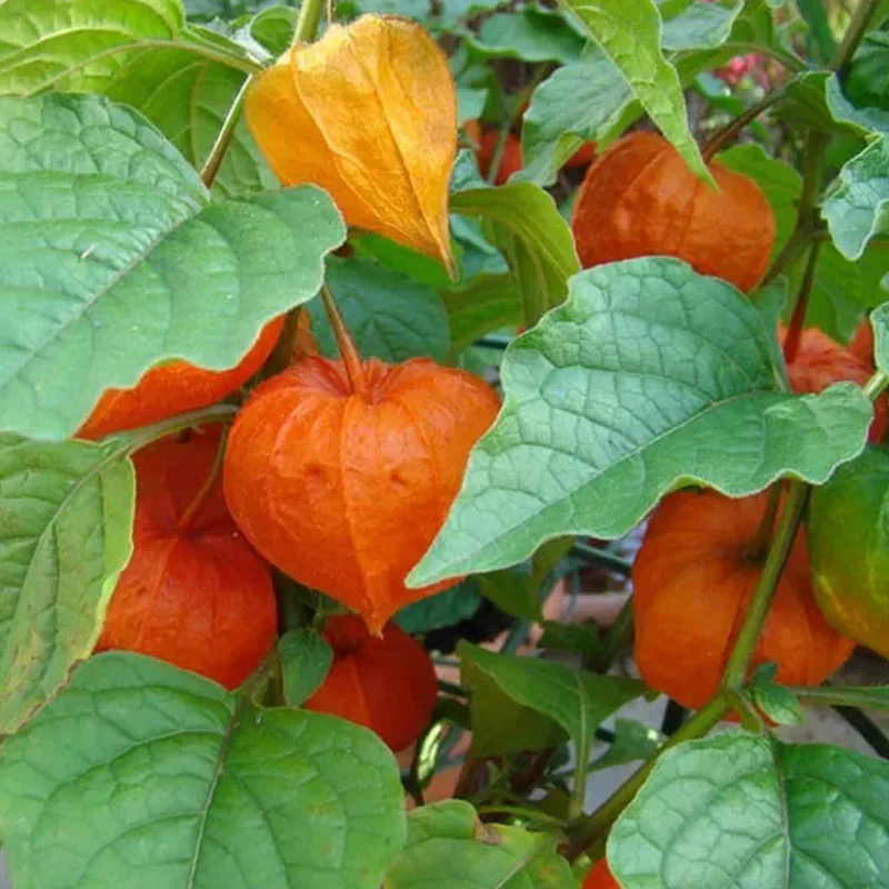 Lantern Cherry Seeds Winter Ground Cherry Strawberry Ground Cherry - Image 13