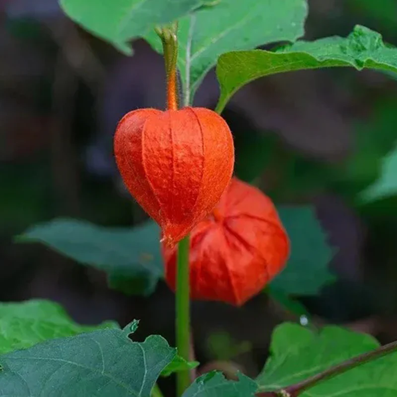 Lantern Cherry Seeds Winter Ground Cherry Strawberry Ground Cherry - Image 14