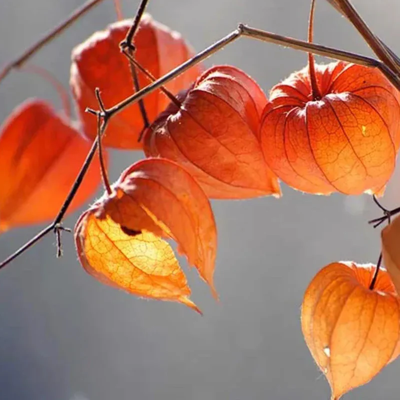Lantern Cherry Seeds Winter Ground Cherry Strawberry Ground Cherry - Image 16