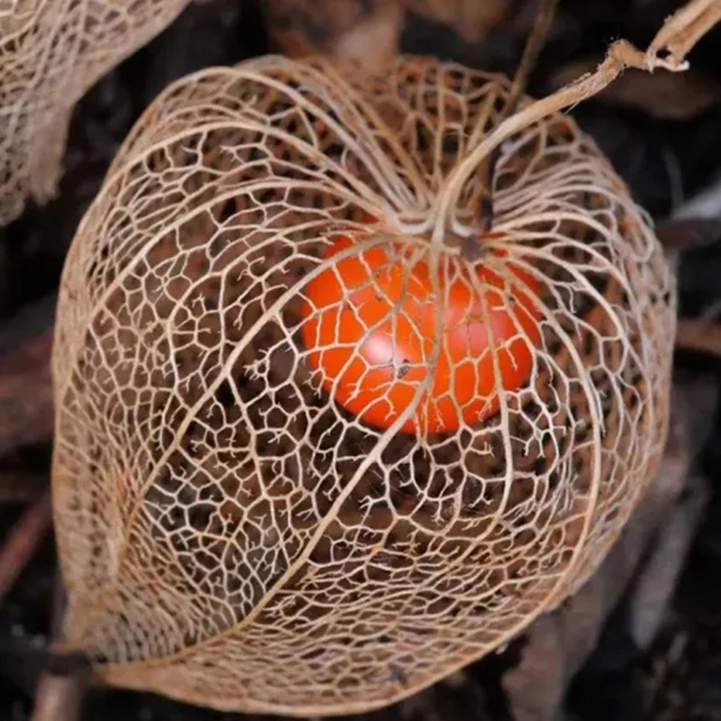 Lantern Cherry Seeds Winter Ground Cherry Strawberry Ground Cherry - Image 17