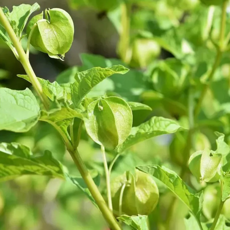 Lantern Cherry Seeds Winter Ground Cherry Strawberry Ground Cherry - Image 18