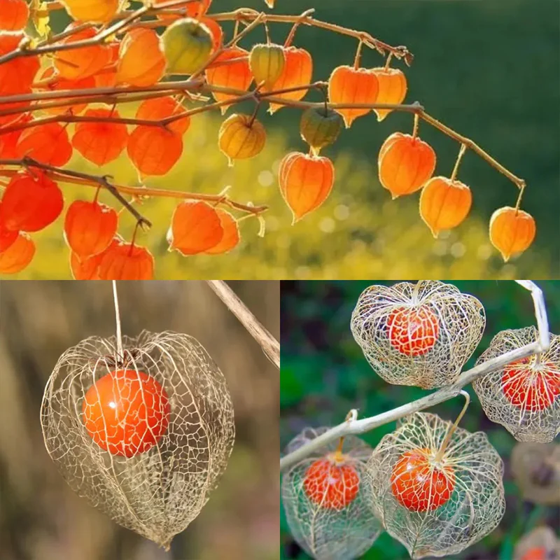Lantern Cherry Seeds Winter Ground Cherry Strawberry Ground Cherry - Image 19