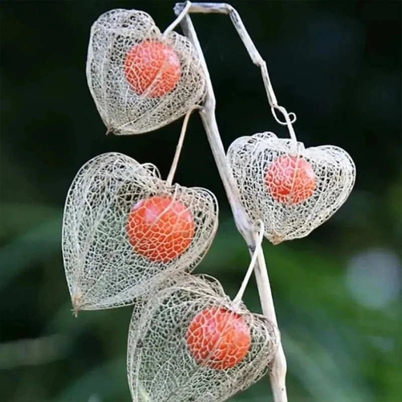 Lantern Cherry Seeds Winter Ground Cherry Strawberry Ground Cherry - Image 3