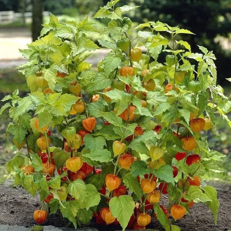 Lantern Cherry Seeds Winter Ground Cherry Strawberry Ground Cherry - Image 4