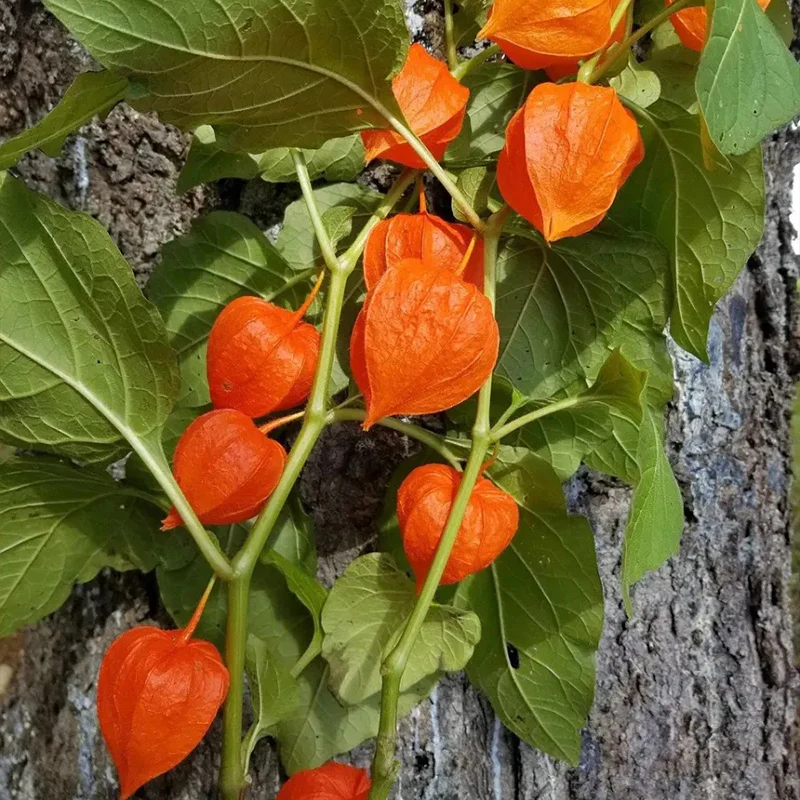 Lantern Cherry Seeds Winter Ground Cherry Strawberry Ground Cherry - Image 6