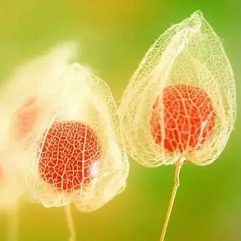 Lantern Cherry Seeds Winter Ground Cherry Strawberry Ground Cherry - Image 7