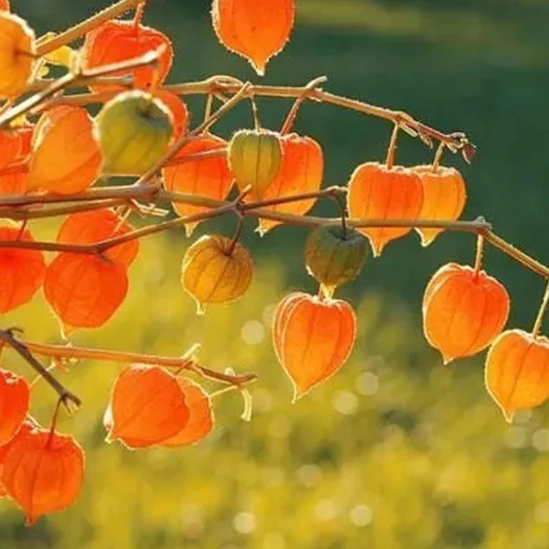 Lantern Cherry Seeds Winter Ground Cherry Strawberry Ground Cherry - Image 8
