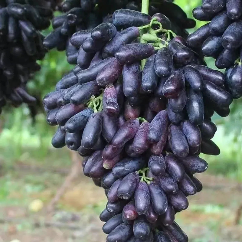 High Quaility Sapphire Grapes Seeds - Image 5