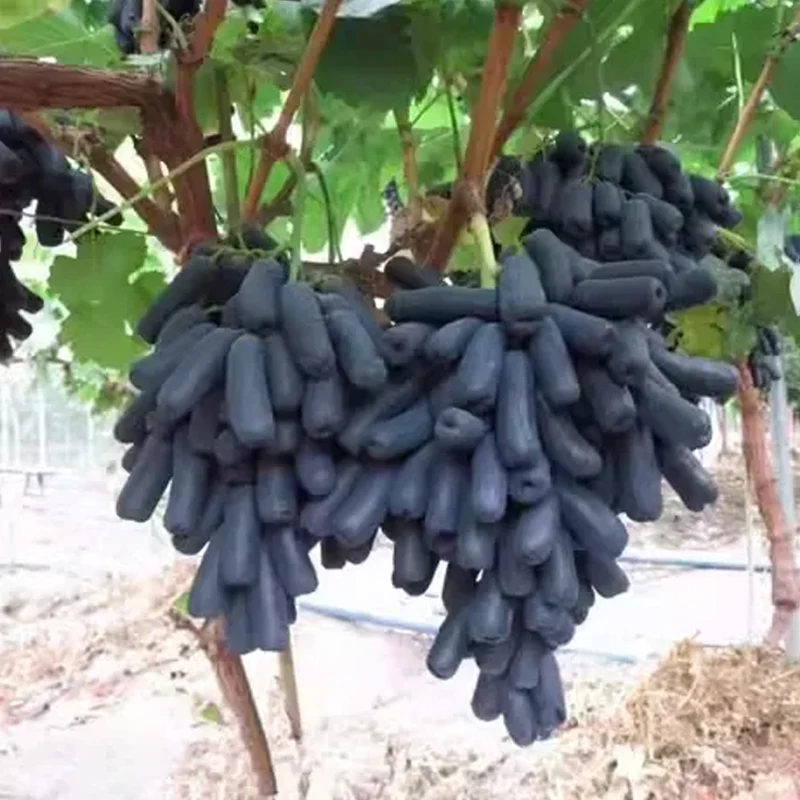 High Quaility Sapphire Grapes Seeds - Image 9