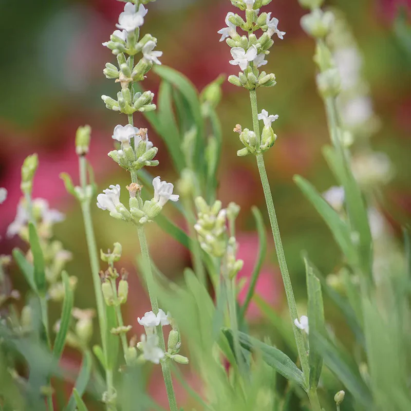 Lavender, Lacy Frills - Image 3