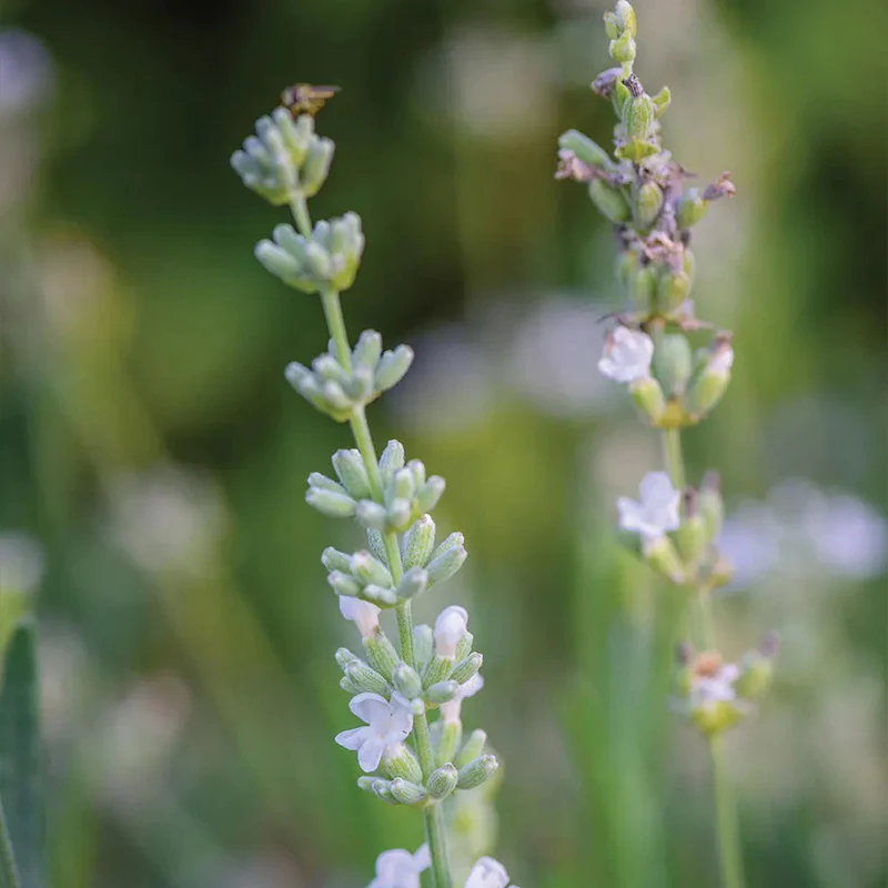 Lavender, Lacy Frills - Image 2