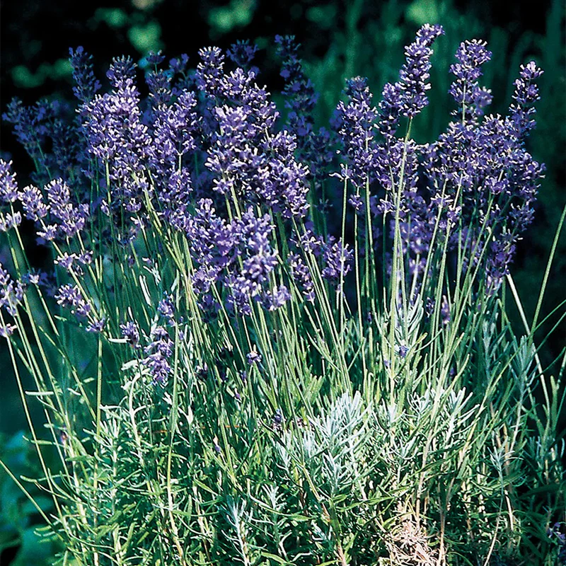 Lavender, Provence Blue - Image 2