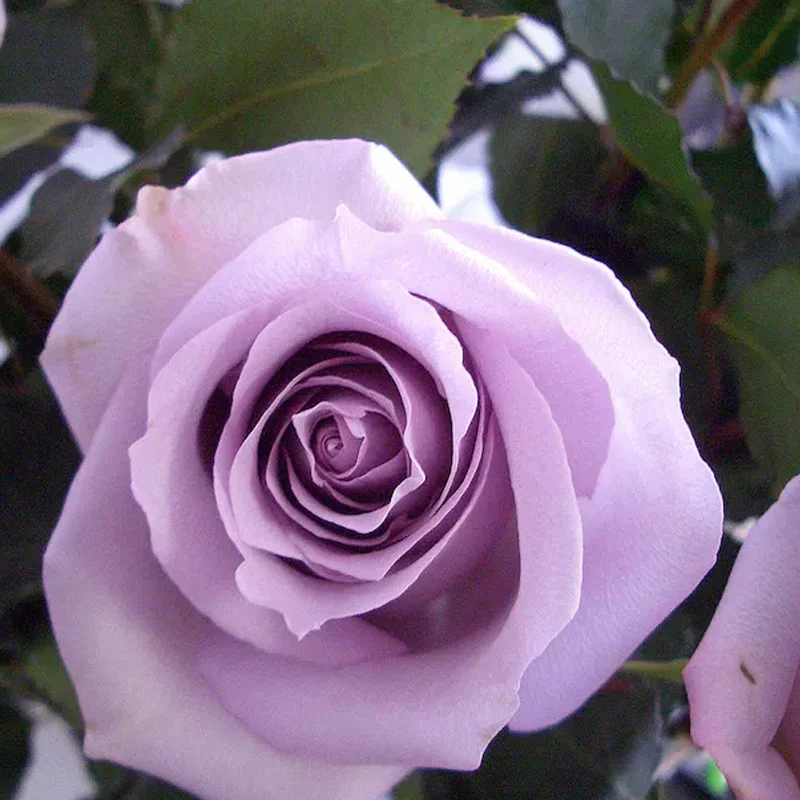 Lavender roses seeds - Image 2