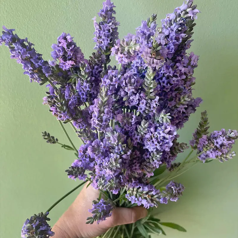 Lavender, Sensational! - Image 2