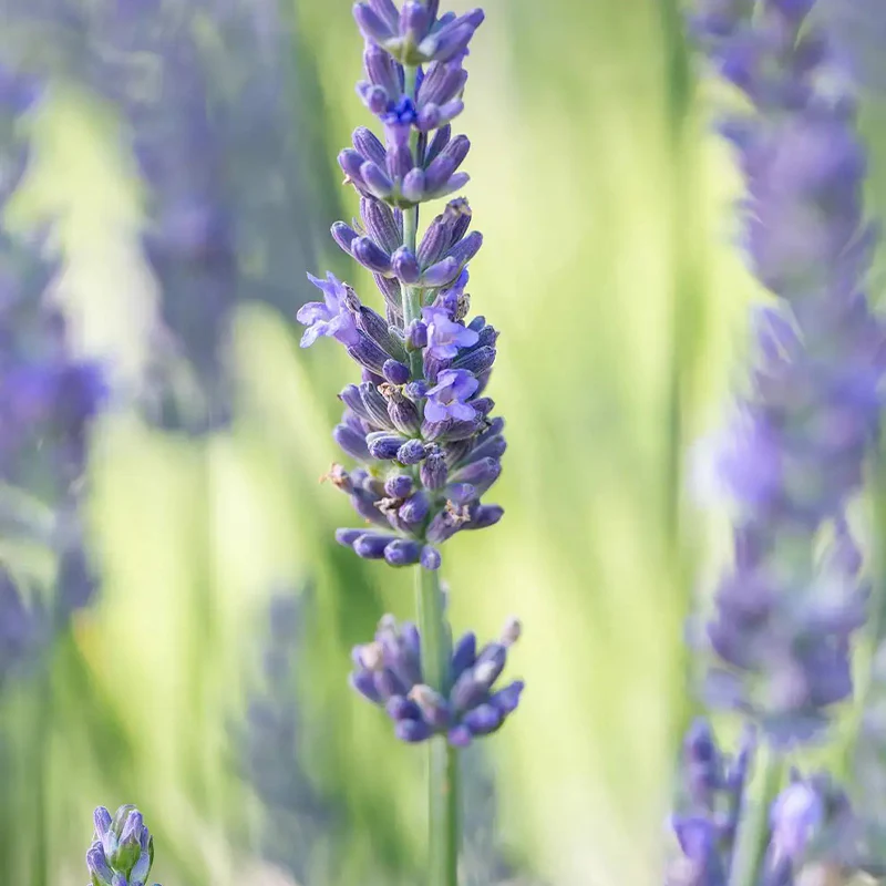 Lavender, Sensational! - Image 4