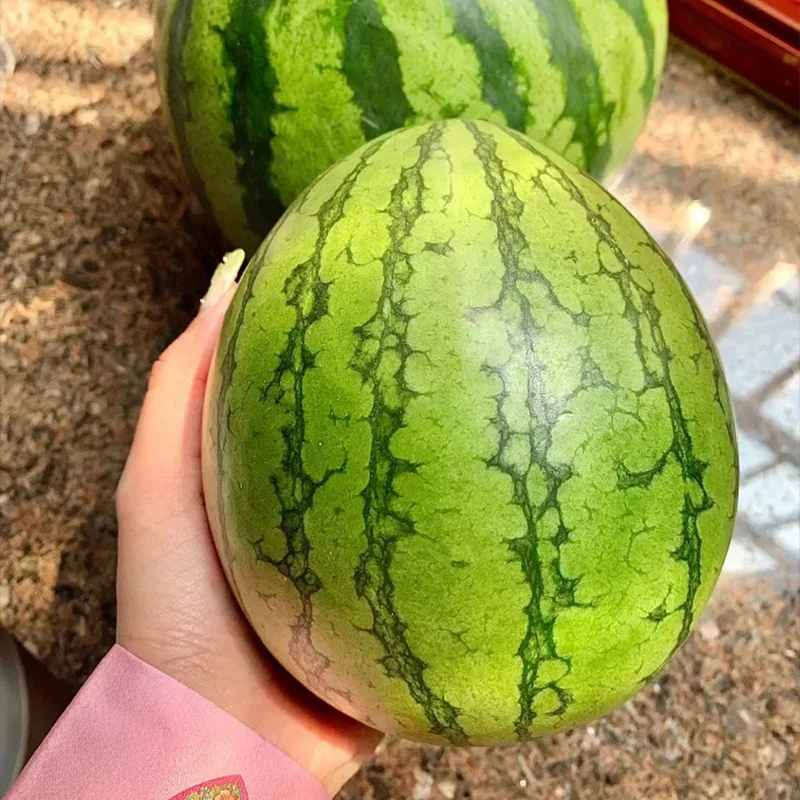 Lazy Man's Watermelon Seeds - Image 5