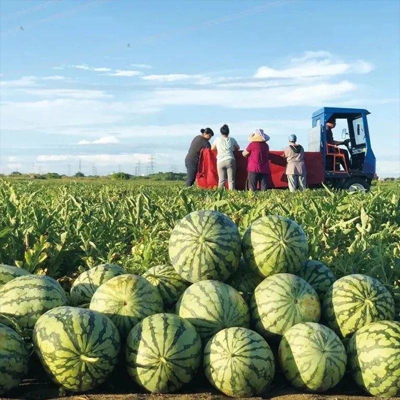 Lazy Man's Watermelon Seeds - Image 9