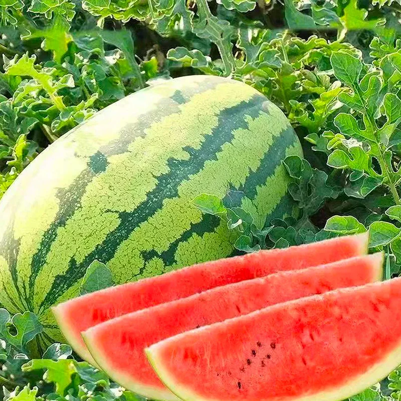 Lazy Seedless Watermelon - Image 4