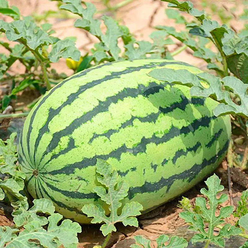 Lazy Seedless Watermelon - Image 5